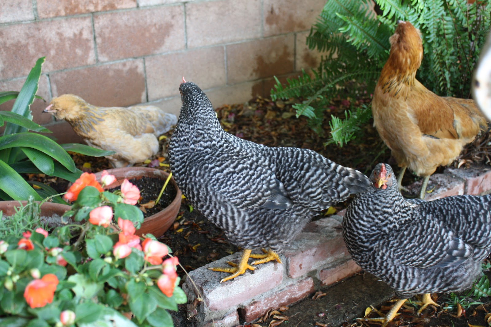 Sunny Simple Life How to Keep Chickens Cool in Hot Summer Temperatures